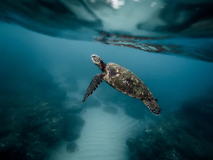 a sea turtle swims toward the surface