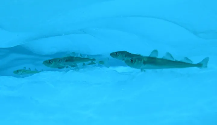 Arctic cod have a special protein that warms their blood.