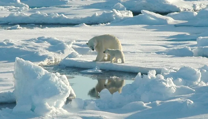 Polar bears are threatened by a lack of sea ice.