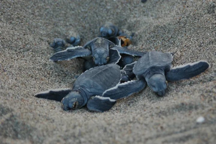baby turtles emerge from nest