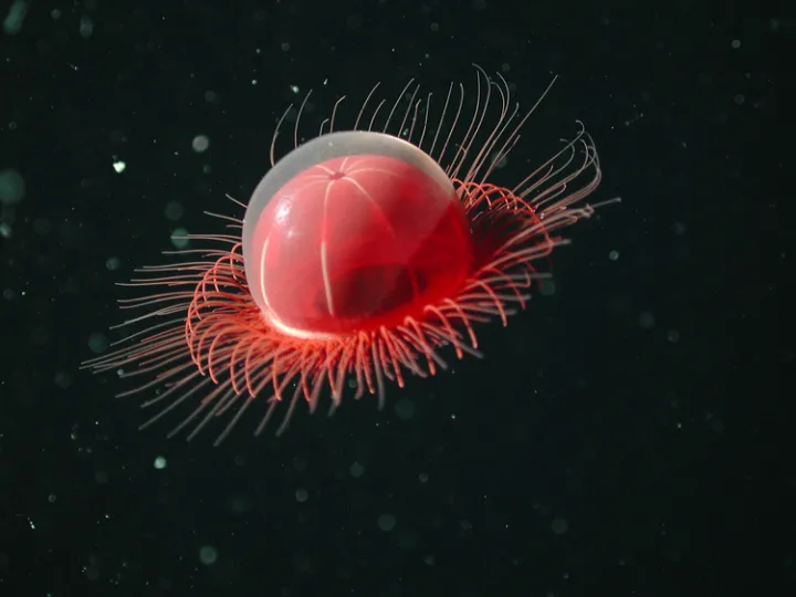 Photograph of a red &quot;jellyfish&quot; with many fine tentacles surrounding the bell and floating against a black background.