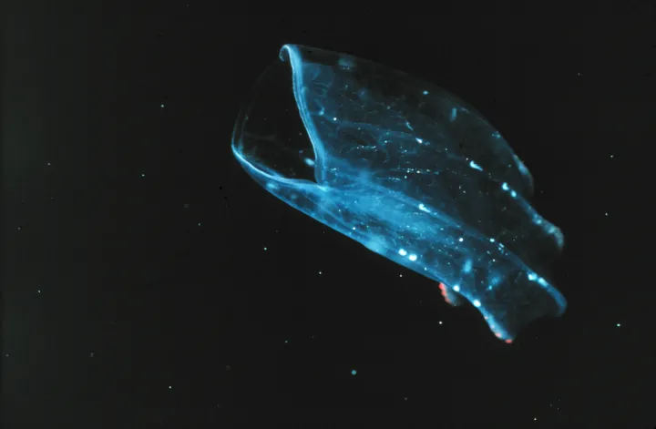 A beroid ctenophore lunges toward prey with its mouth wide open.