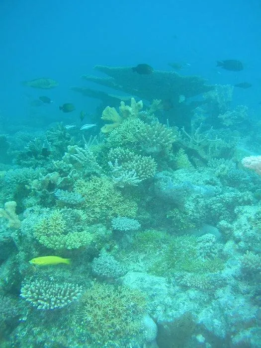 Half a century after nuclear testing blasted the reefs of Bikini Atoll, corals have recovered.