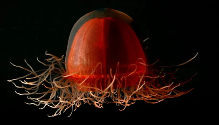 A deep red jellyfish, Crossota norvegica, floats in the water.