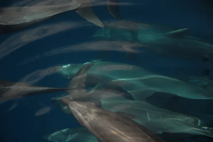 Bottlenose dolphin pod