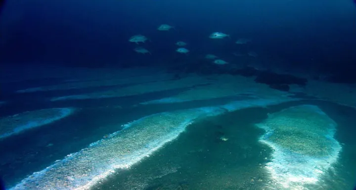 fish swim over what looks like a lake