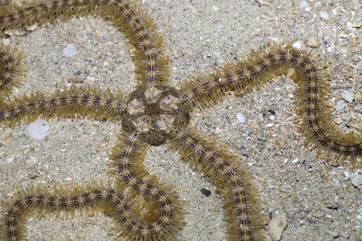 A Brittle Star