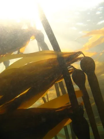 Bull kelp (Nereocystis) becomes less valuable to grazers as it quickly rots.
