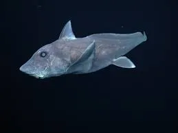 A large, shimmery, purple fish swims against a black backdrop. 