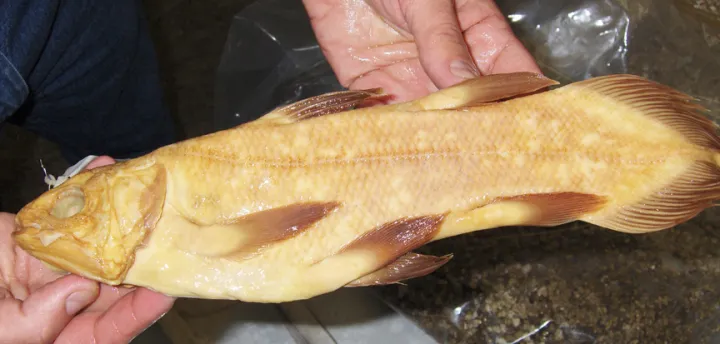 a baby coelacanth fish