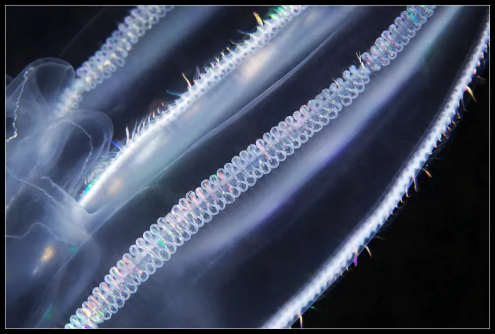 Comb jellies (such as this Bolinopsis species) are named for their combs: the rows of cilia lining their bodies that propel them through the ocean.