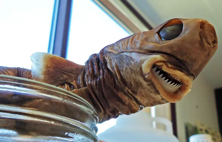 A preserved cookie cutter shark, in a jar. 