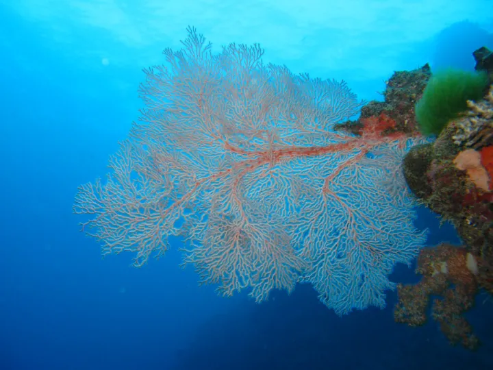 Colorful corals are disappearing in the Great Barrier Reef.