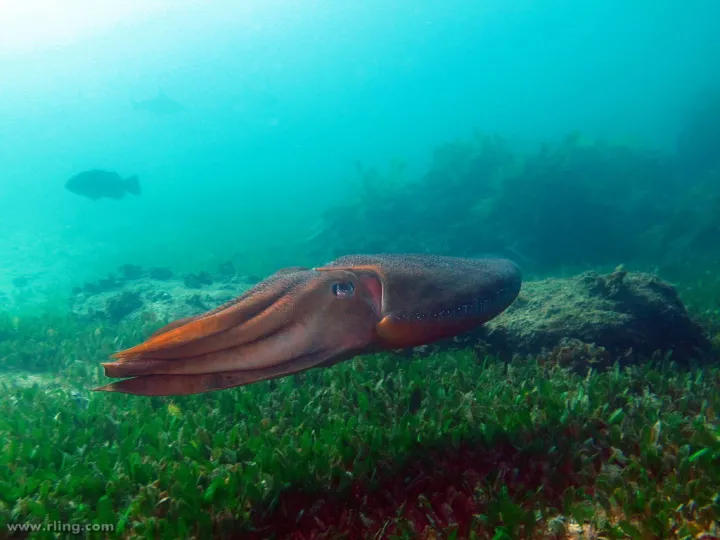 An Australian Giant Cuttlefish (Sepia apama) crosses a seagrass bed.