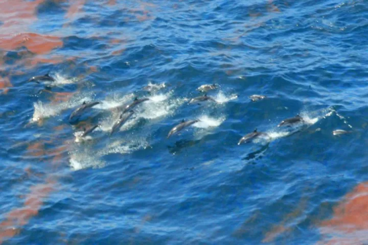 Dolphins swimming among oily patches in the Gulf of Mexico