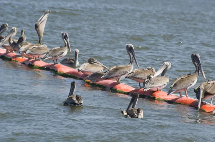 Pelicans gather at the Deepwater Horizon oil spill.