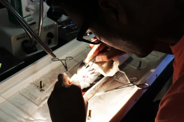 Derek Nelson performs open heart surgery on a cobia fish