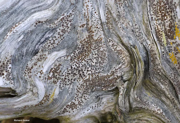 Lichen on driftwood
