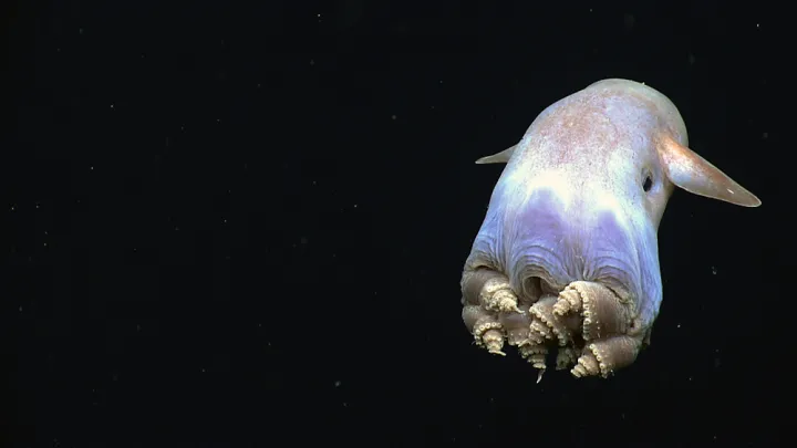 A dumbo octopus.