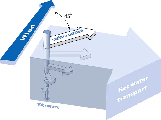 arrows represent water movement