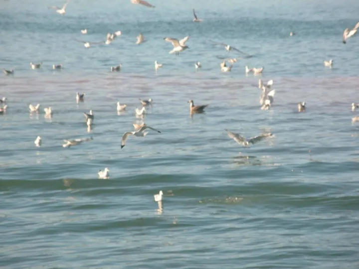 Regulated fish waste dump sites can attract predators, such as these seagulls, fish, and even small sharks, which feed on the scraps.