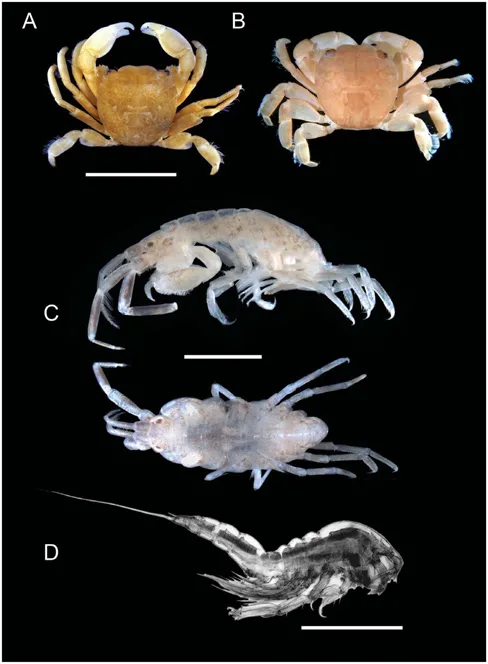 A composite photograph of three of the crustaceans found living on olive ridley and green turtles in the Pacific. 