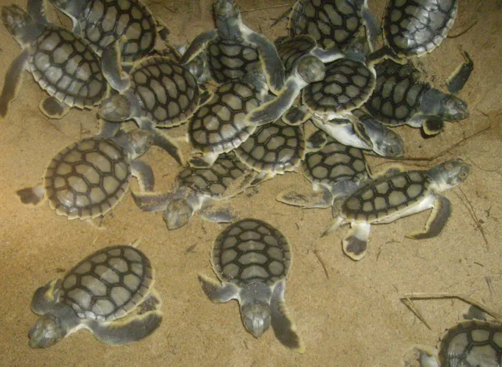 Unlike the other six species of marine turtle, the Australian flatback (Natator depressus) has a very limited distribution, found only from northern Australia to Papua New Guinea/Indonesia and it only breeds in Australia. Flatback turtles tend to spend mos