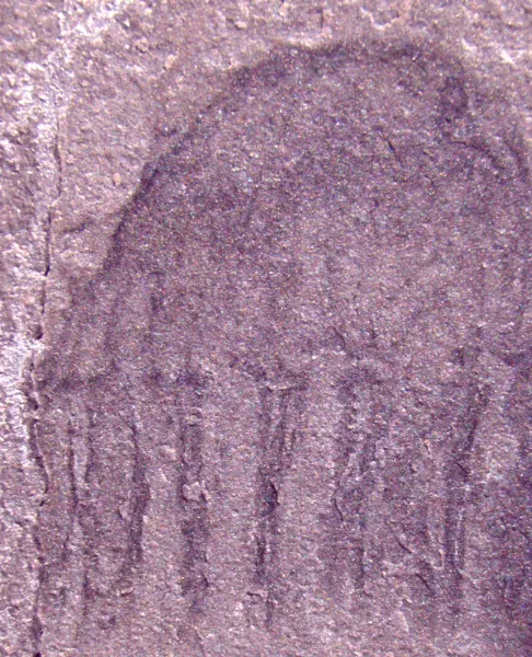 This jellyfish fossil is from the Cambrian period, more than 500 million years ago.