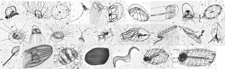 Individual black and white images of a variety of gelatinous zooplankton. 