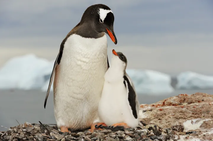 Gentoo penguin mother with her chick in Antarctica.