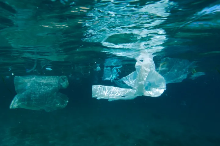 A plastic bag floats at sea.
