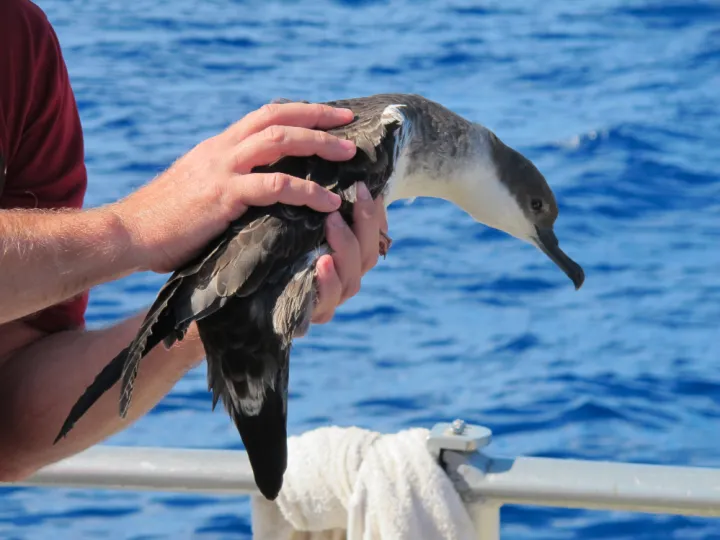 When Great Shearwaters are blown ashore by strong winds and storms, they have to be taken to a rehabilitation center before being released back to the ocean.