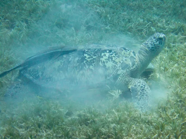 Adult green sea turtles spend most of their time grazing in seagrass meadows.