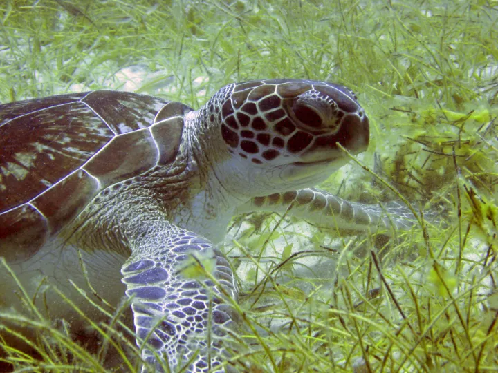 Green turtles (Chelonia mydas) live in the warm coastal waters of tropical and subtropical oceans. Adults sometimes eat sponges, salps (floating jelly-like animals), and jellyfish, but they feed mostly on plants, like seagrass&nbsp;and algae. The pigment f