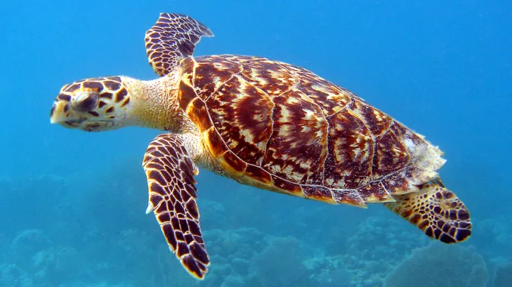 a hawksbill sea turtle swimming