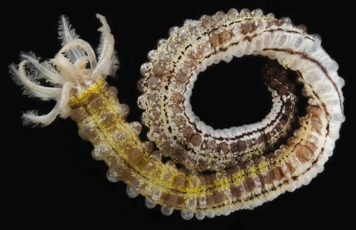 a yellow and brown sea cucumber on a black background