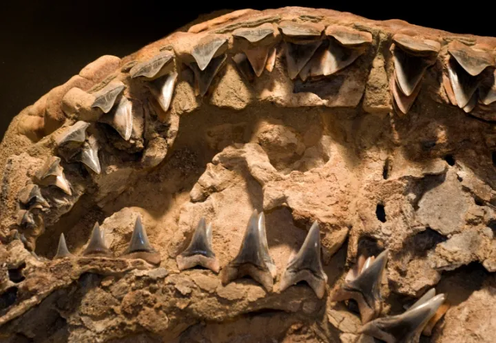 A close-up image of a fossil shark jaw with teeth. 