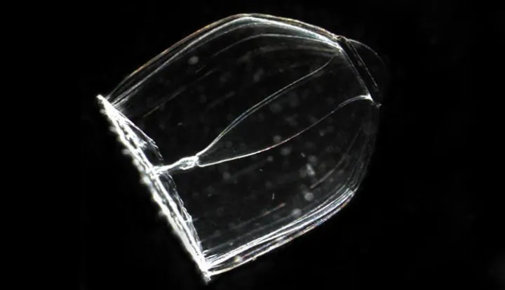 Jellies in the Class Hydrozoa are transparent and easily overlooked.