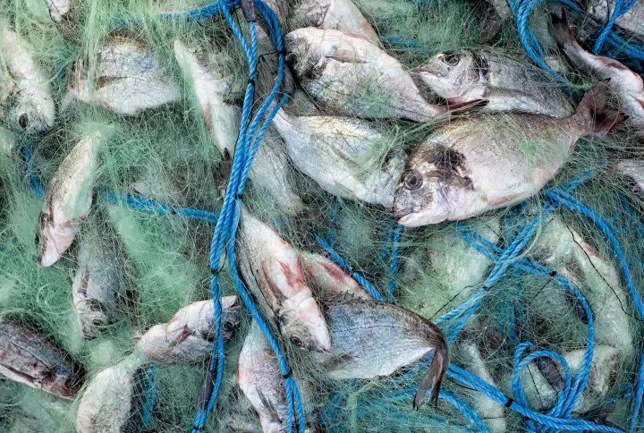 fish caught in a green and blue net