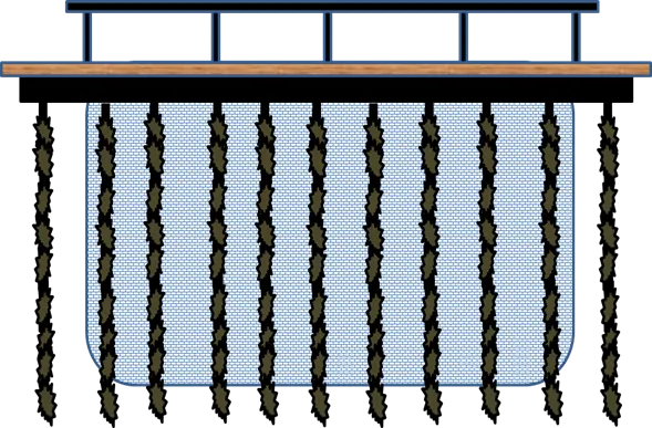 Fish cage with mussel lines suspended around the parameter.