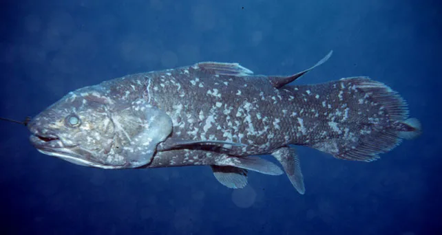 a live coelacanth