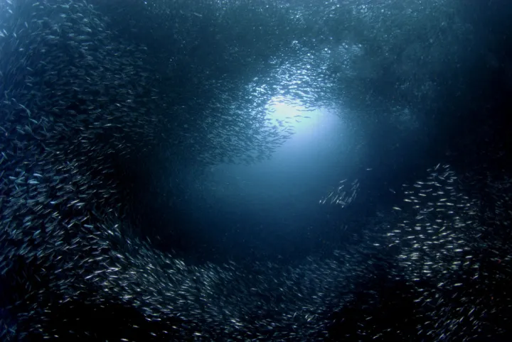 A tornado of sardines swirls around diver and photographer Erwin Poliakoff in the Philippines.