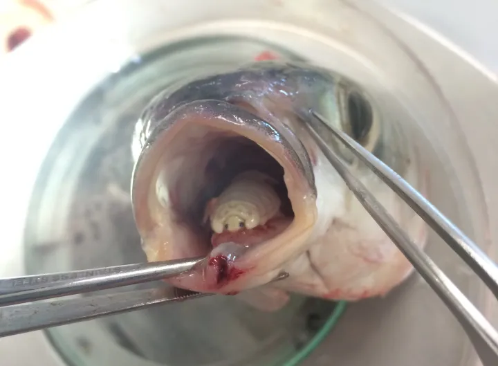 a fish's mouth is opened to reveal a crustacean in the place of the tongue