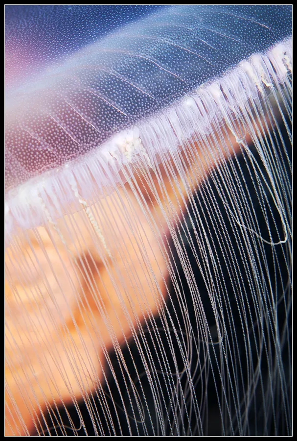 Up close look at thin tentacles of a jellyfish.