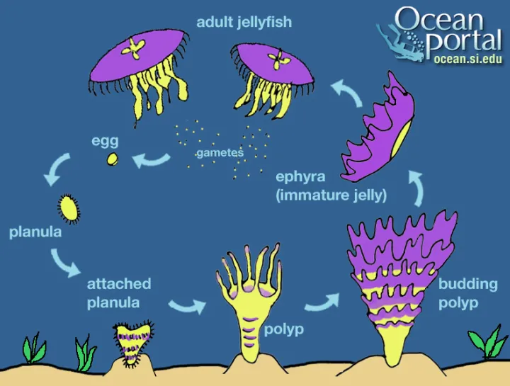 Throughout their lifecycle, jellyfish take on two different body forms: medusa and polyps. Polyps can reproduce asexually by budding, while medusae spawn eggs and sperm to reproduce sexually.