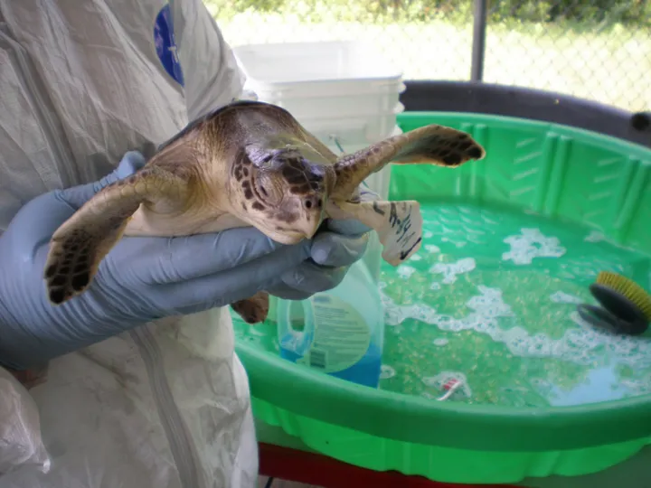 A young Kemp's ridley sea turtle in recovery. 