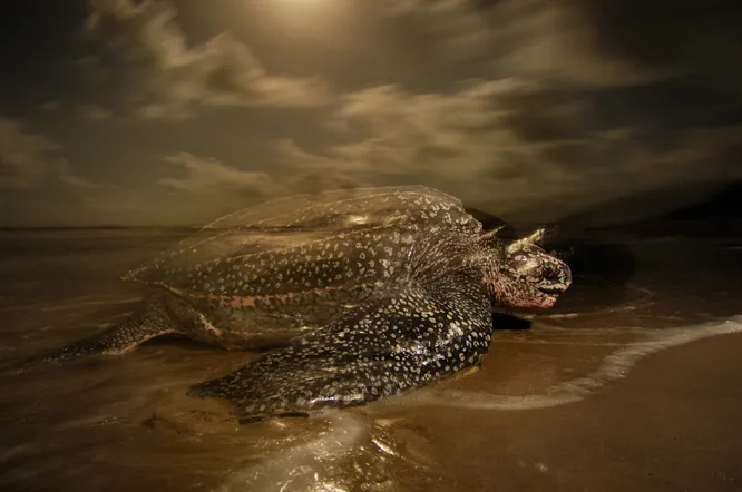 An adult leatherback turtle makes its way back to shore from the ocean. 