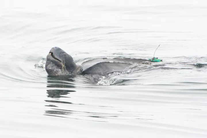 a leatherback sea turtle with a tracker