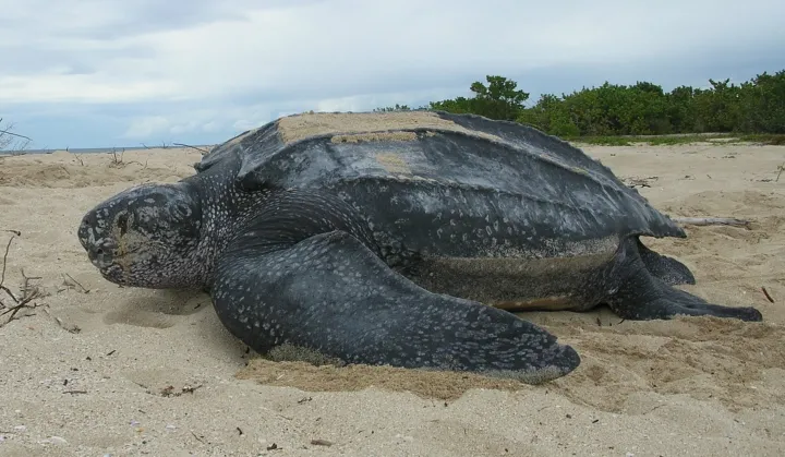 Leatherback turtles (Dermochelys coriacea) are the largest sea turtles, growing as long as six and a half feet (2 m) and weighing some 2,000 pounds (900 kg). They’re unlike the other marine turtles in two important ways: they have a thick leathery carapa