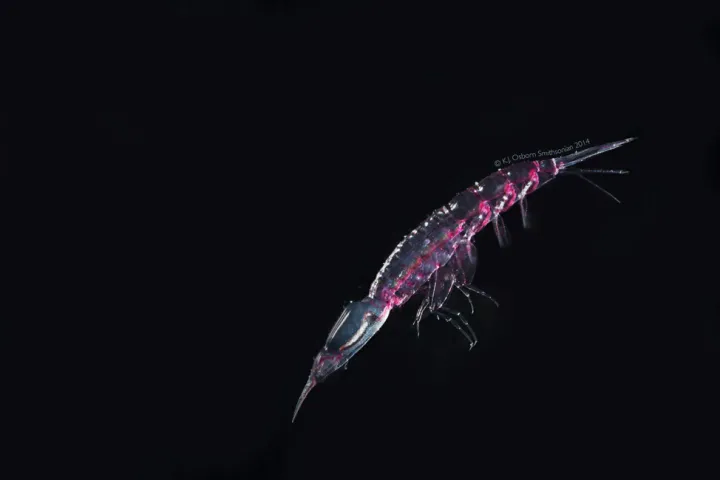 A translucent hyperiid with pink pigmentation on its side.